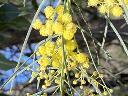 Image of awl-leaf wattle