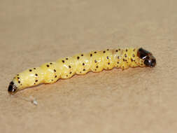 Image of leopard moth