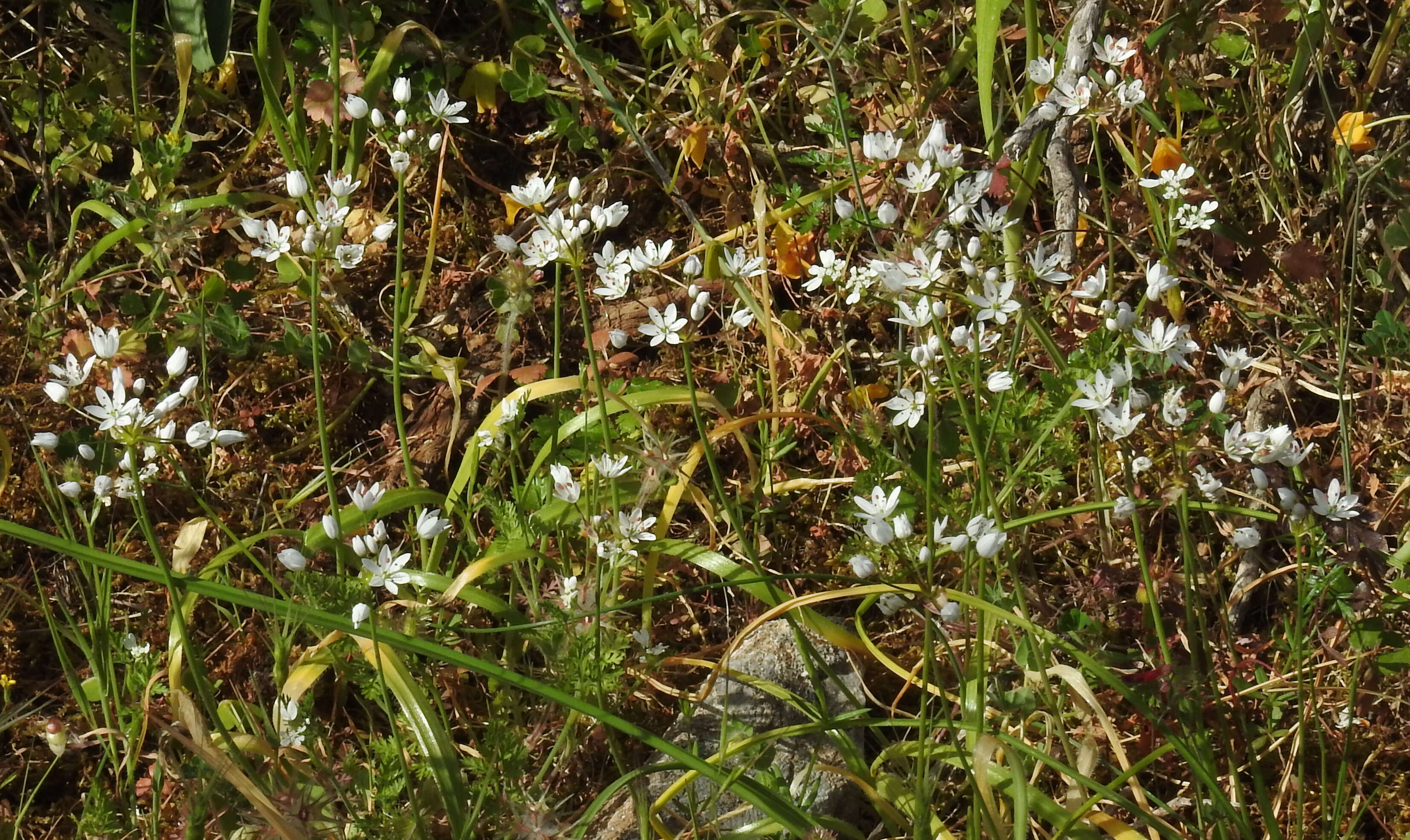 Image of Allium subhirsutum L.