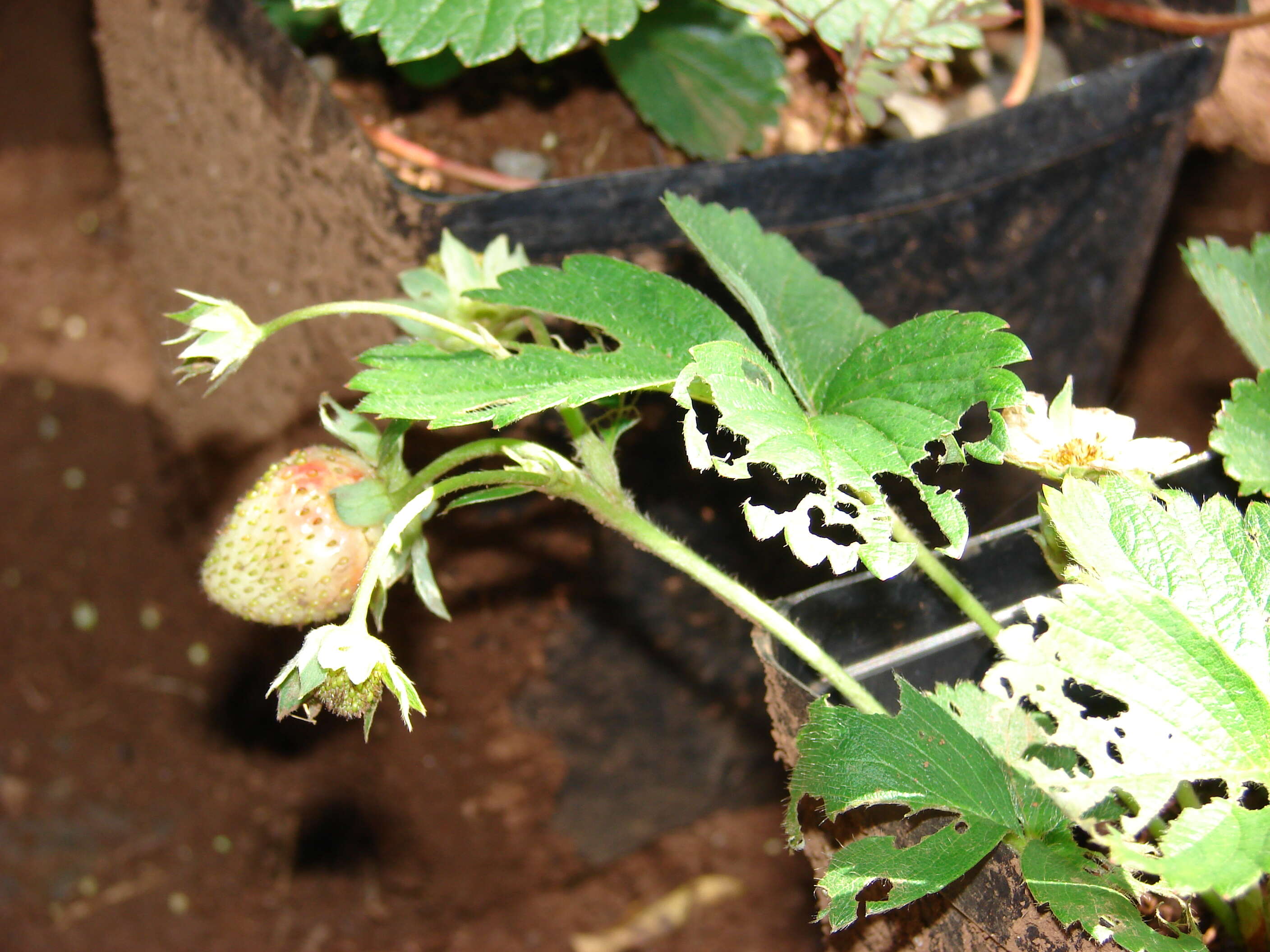 Image of Garden strawberry