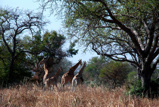 Image of Kordofan giraffe