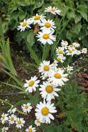 Image of corymbflower tansy