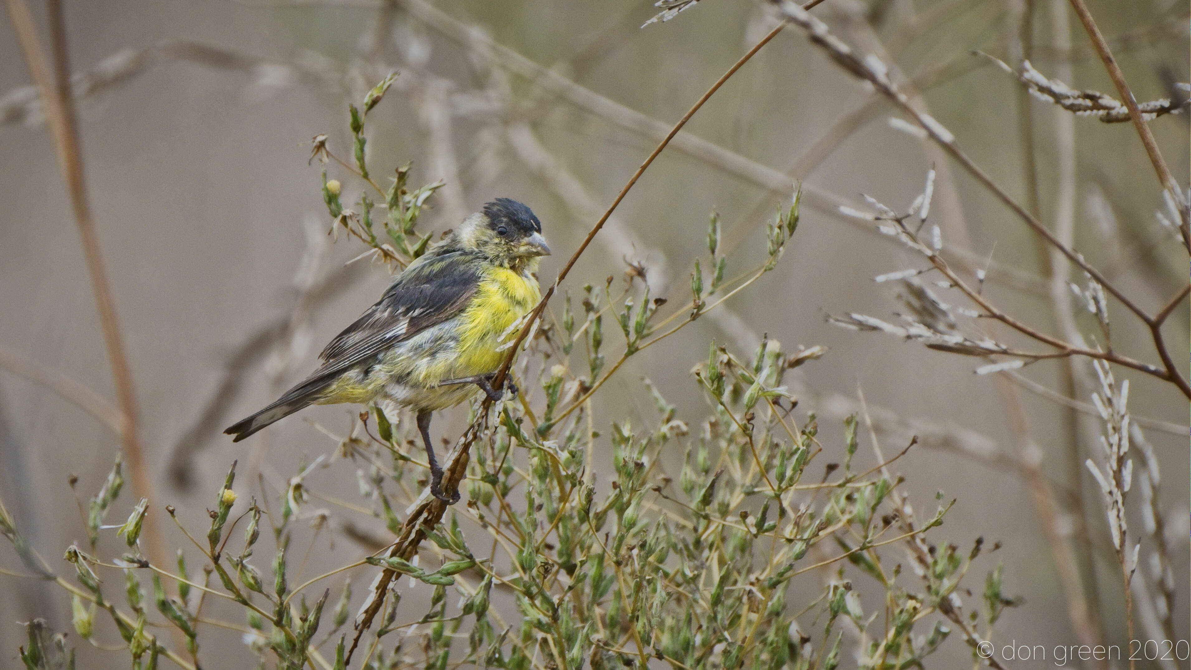 Image of Lesser Goldfinch