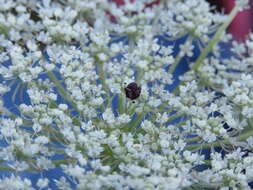 Image of Queen Anne's lace