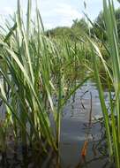 Image of Branched Bur-reed