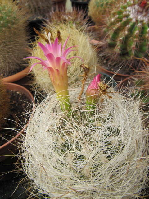 Image of Cactus