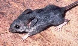 Image of Cactus Mouse