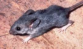 Peromyscus eremicus (Baird 1857)的圖片