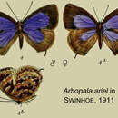 Image of Arhopala ariel (Doherty 1891)