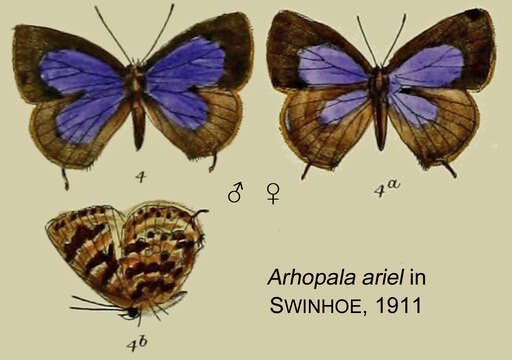 Image de Arhopala ariel (Doherty 1891)