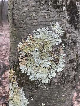 Image of Common greenshield lichen