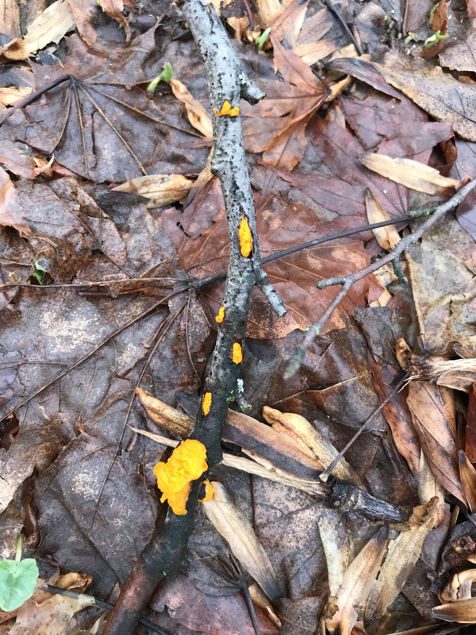 Image of Witches butter