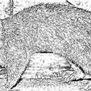 Image of Bornean Ferret Badger