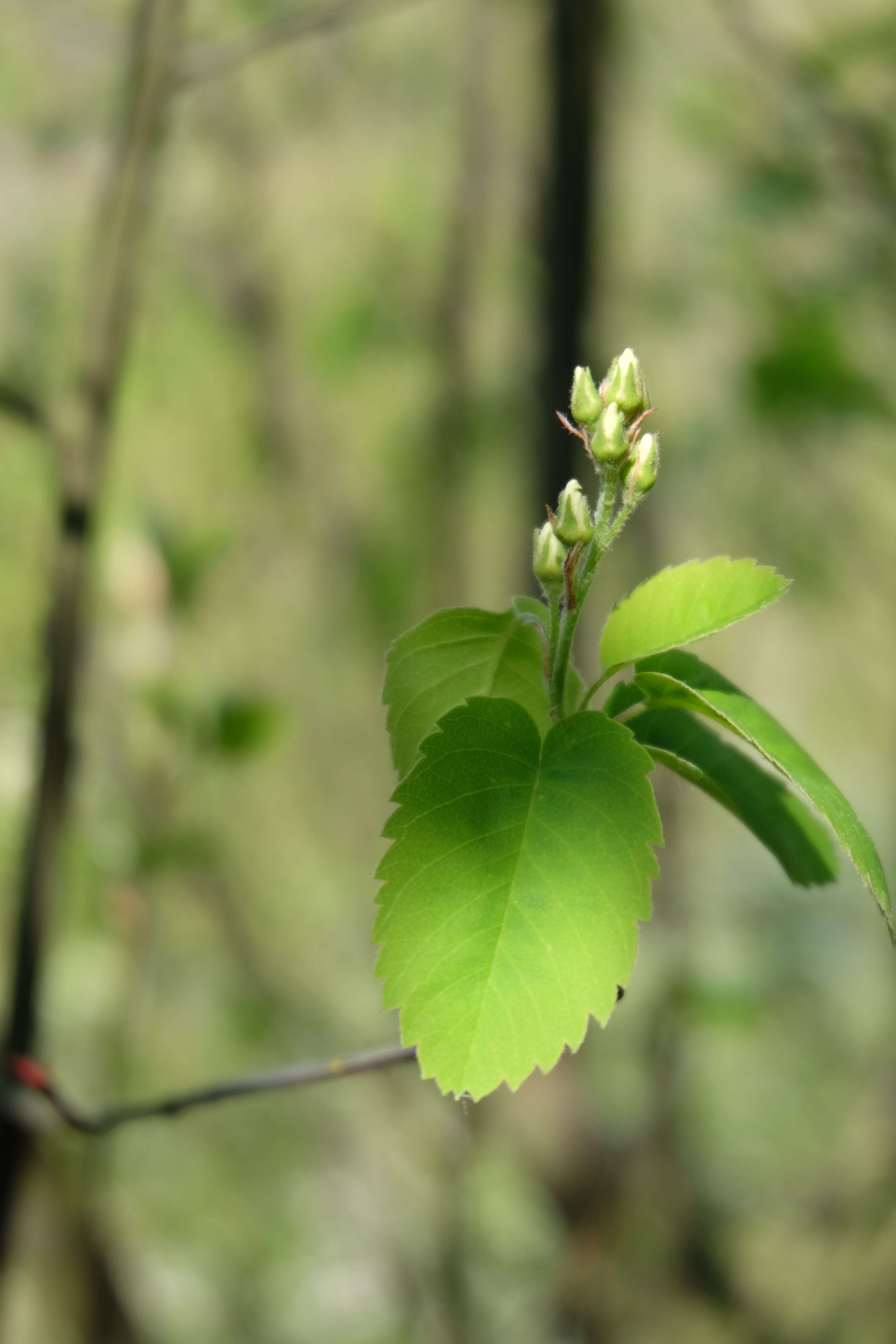 Слика од Amelanchier alnifolia (Nutt.) Nutt.