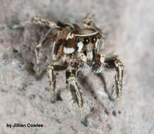 Image of Habronattus clypeatus (Banks 1895)