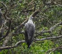 Image of White-bellied Sea Eagle