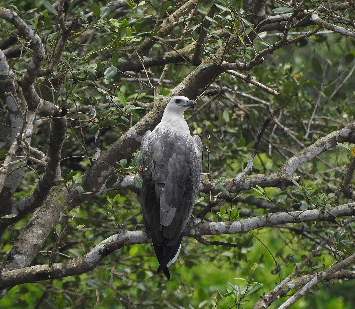 Image of White-bellied Sea Eagle