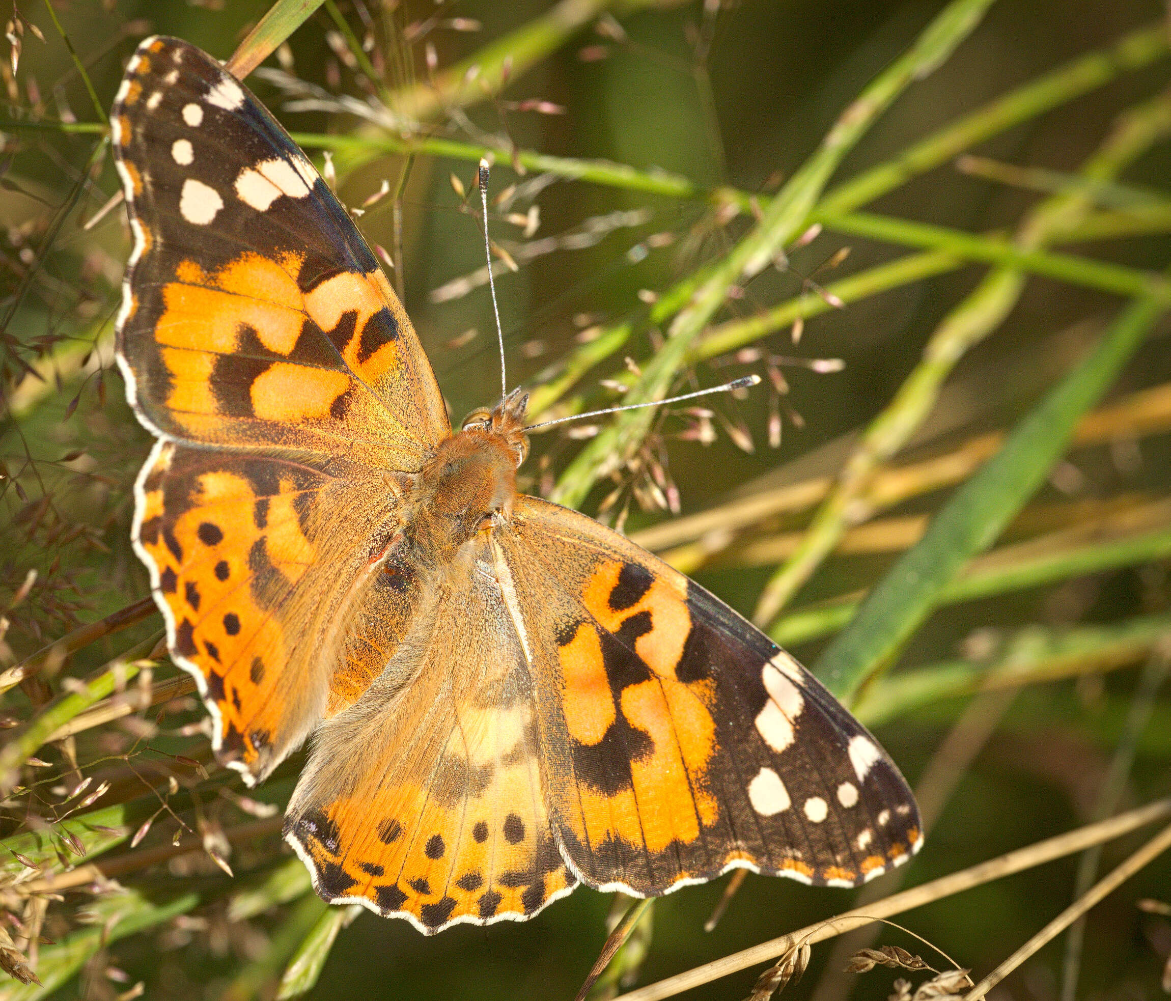 Plancia ëd Vanessa cardui