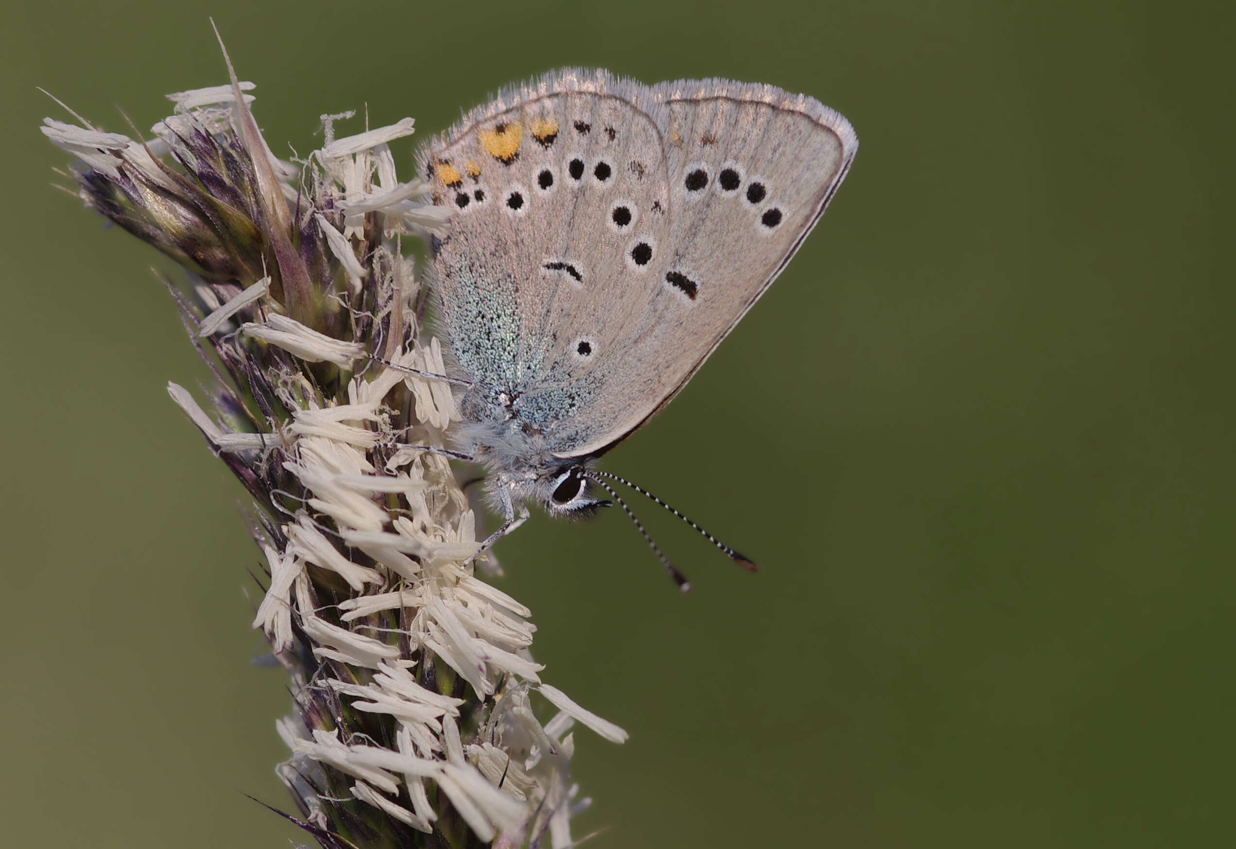 Sivun Cyaniris bellis kuva