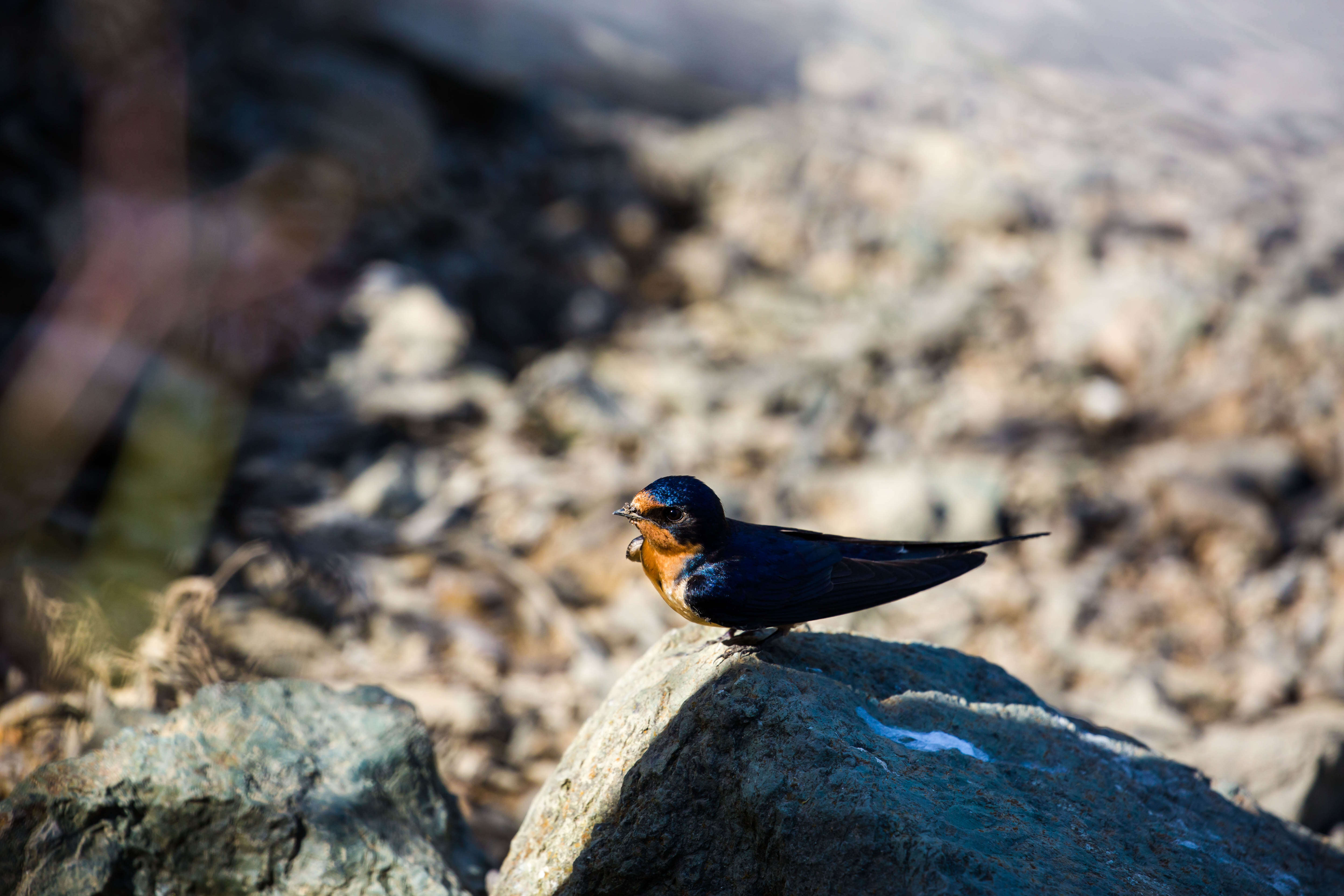 Image of Hirundo Linnaeus 1758