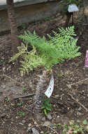 Слика од Daucus edulis (Lowe) Wojew., Reduron, Banasiak & Spalik