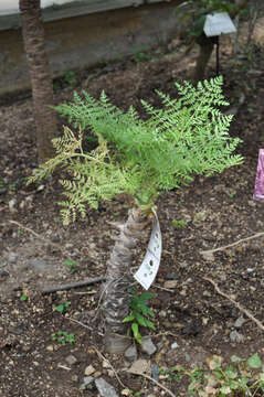 Image of Daucus edulis (Lowe) Wojew., Reduron, Banasiak & Spalik