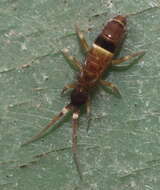 Image of hairy-back girdled springtail