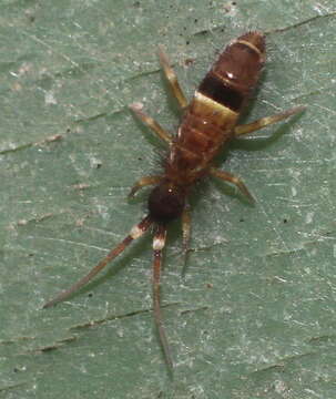 Image of hairy-back girdled springtail