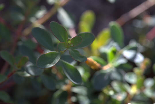 Image of Hypericum pallens Banks & Sol.