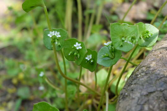 Image of Indian lettuce