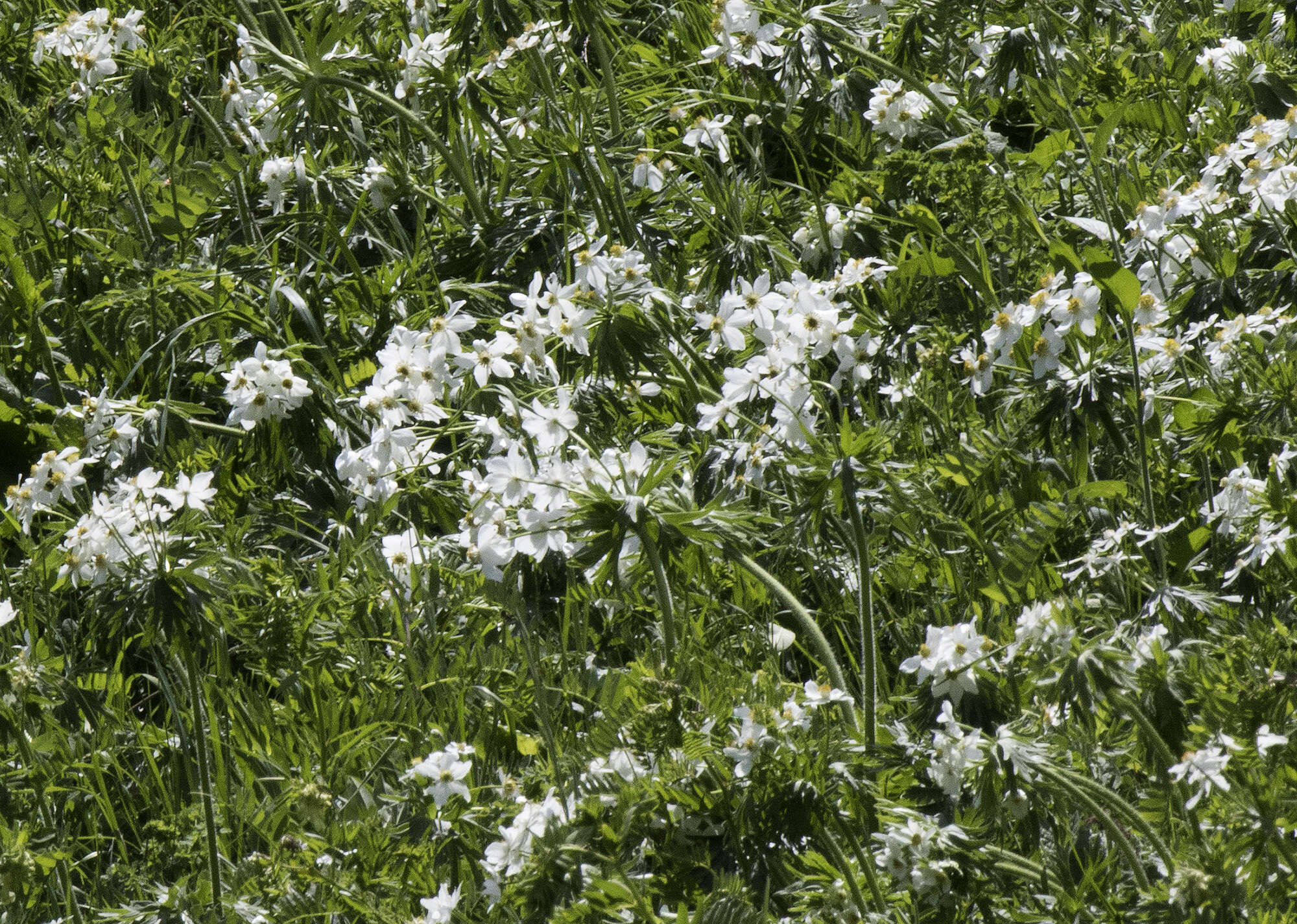 Imagem de Anemonastrum narcissiflorum subsp. narcissiflorum