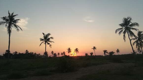 Image of coconut palm