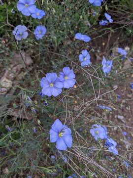 Image of Asian flax