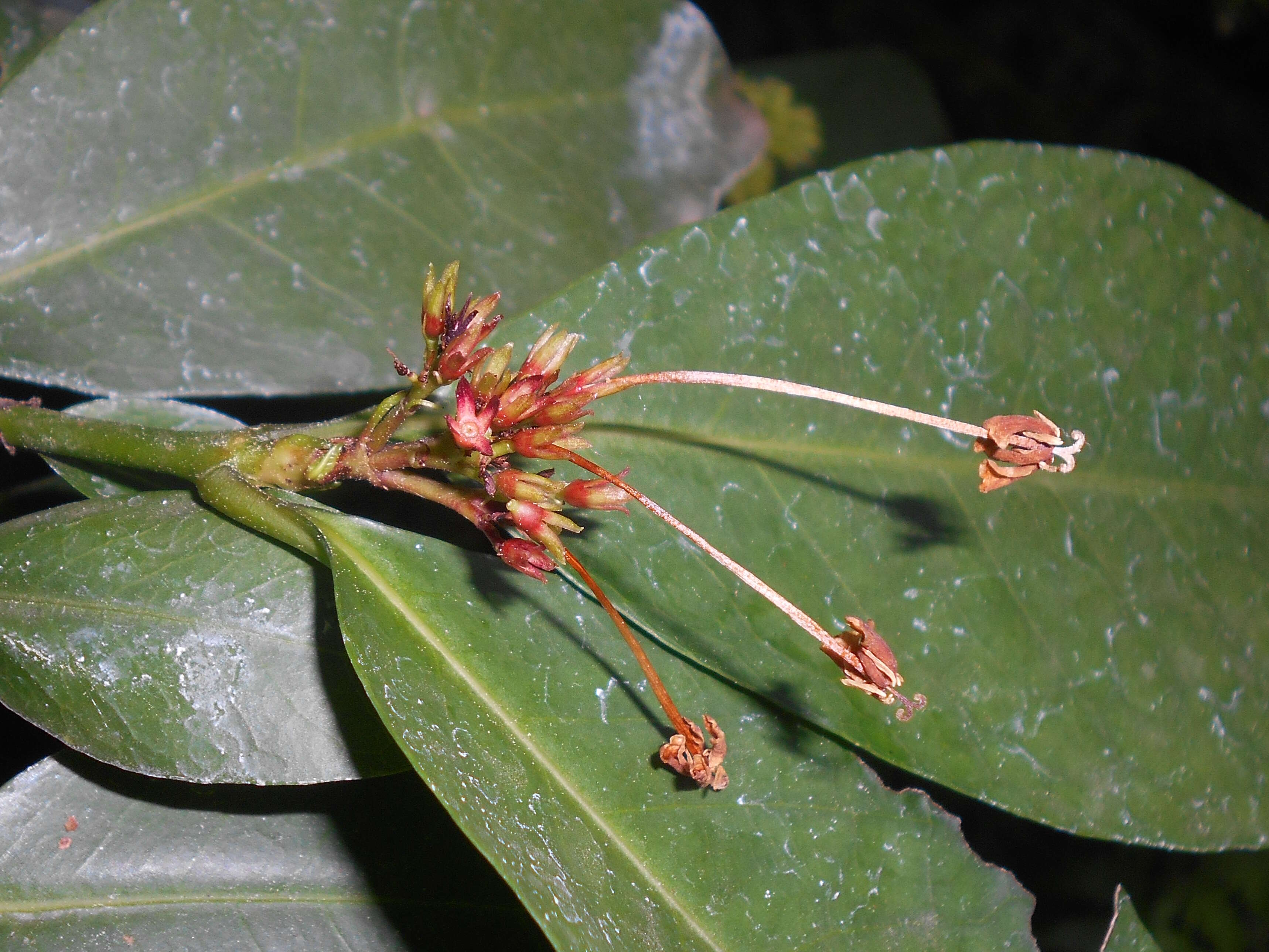 Image of Ixora finlaysoniana Wall. ex G. Don