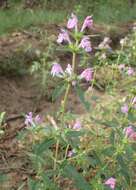 Image of Red hemp nettle