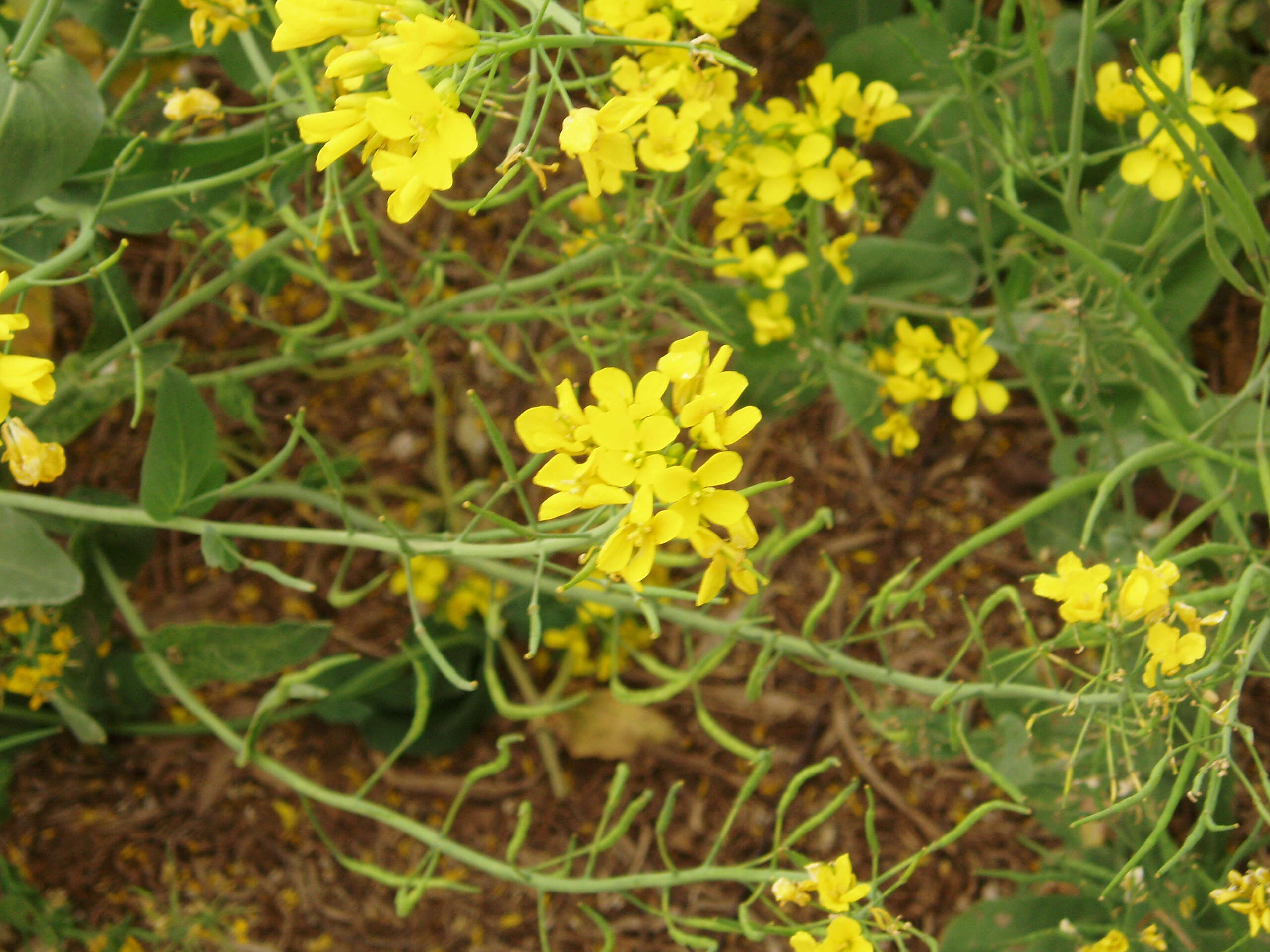 Image of Brassica rapa subsp. oleifera