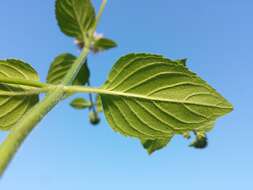 Image of Water Mint