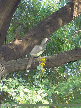 Image of Indian Grey Hornbill