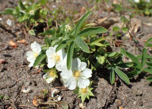 Imagem de Potentilla alba L.