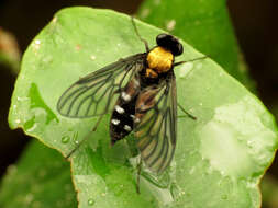 Image of Golden-backed Snipe Fly