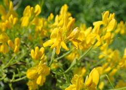 Image of Genista lydia Boiss.