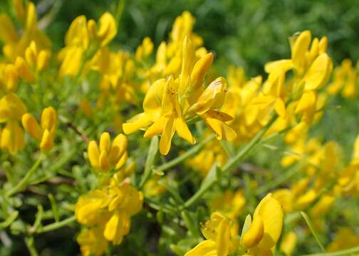 Image of Genista lydia Boiss.