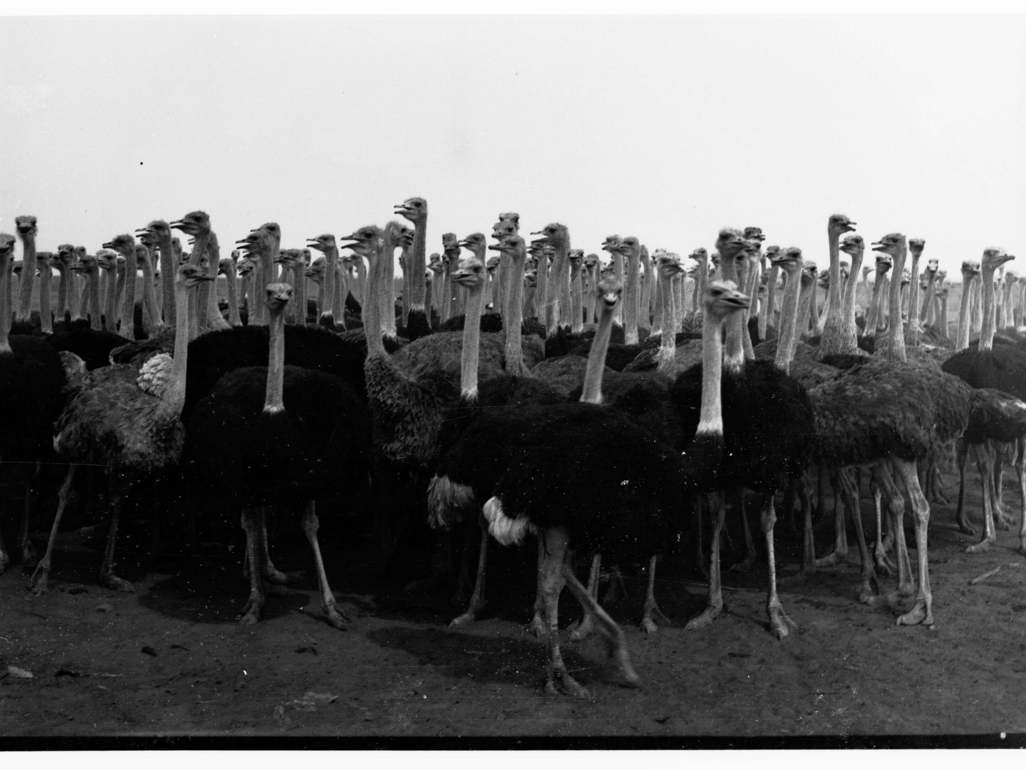 Image of ostriches