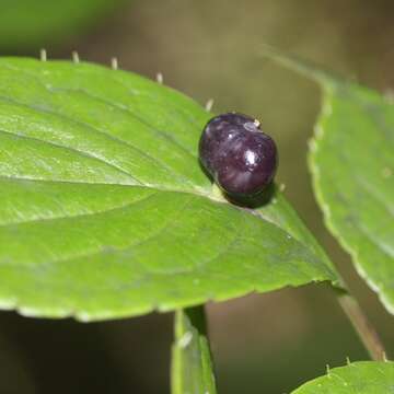 Image of Helwingia japonica (Thunb. ex Murray) F. G. Dietrich