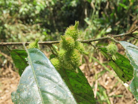 Image of Aporosa bourdillonii Stapf