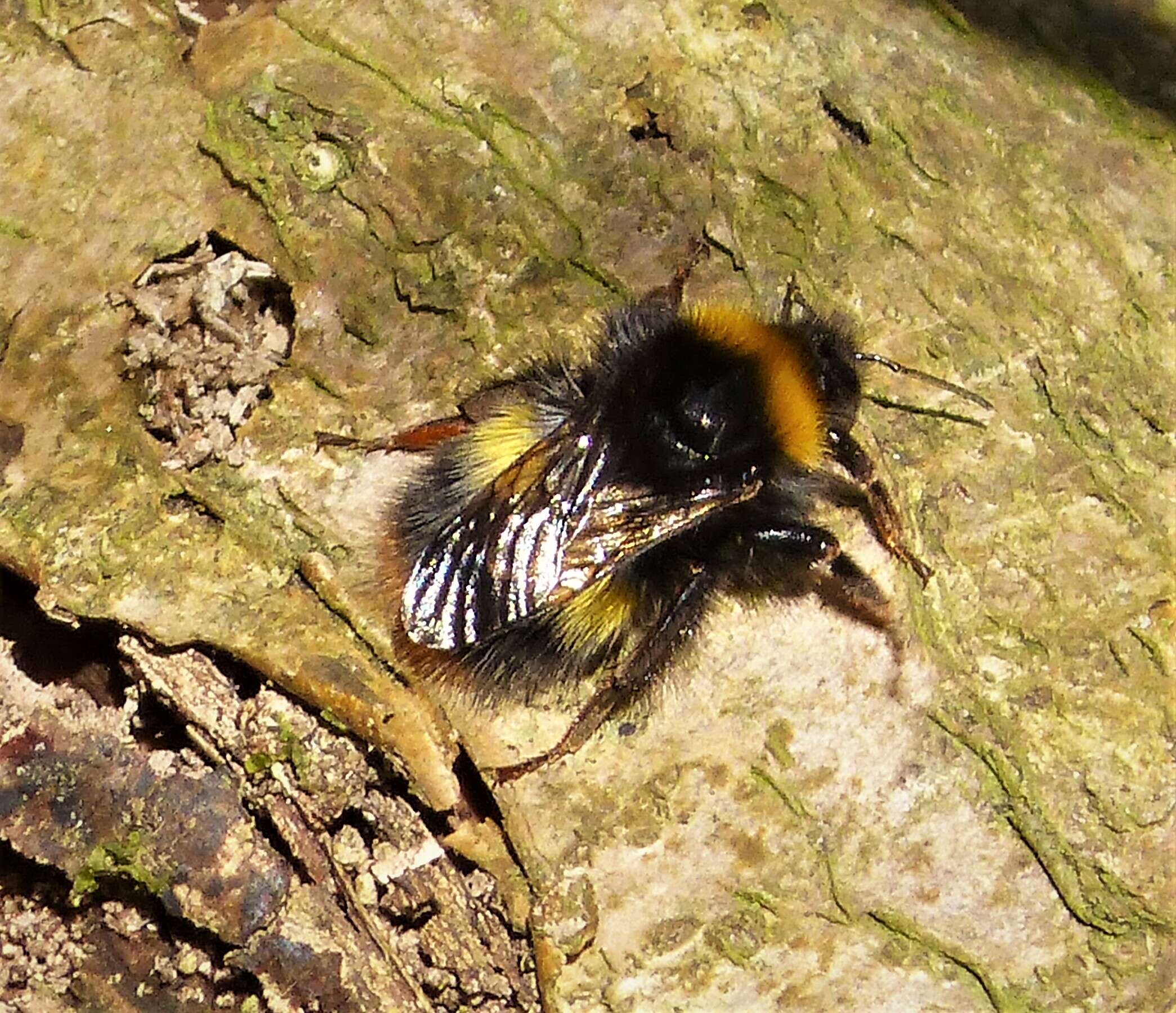 Plancia ëd Bombus pratorum (Linnaeus 1761)