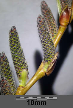 Imagem de Salix purpurea L.