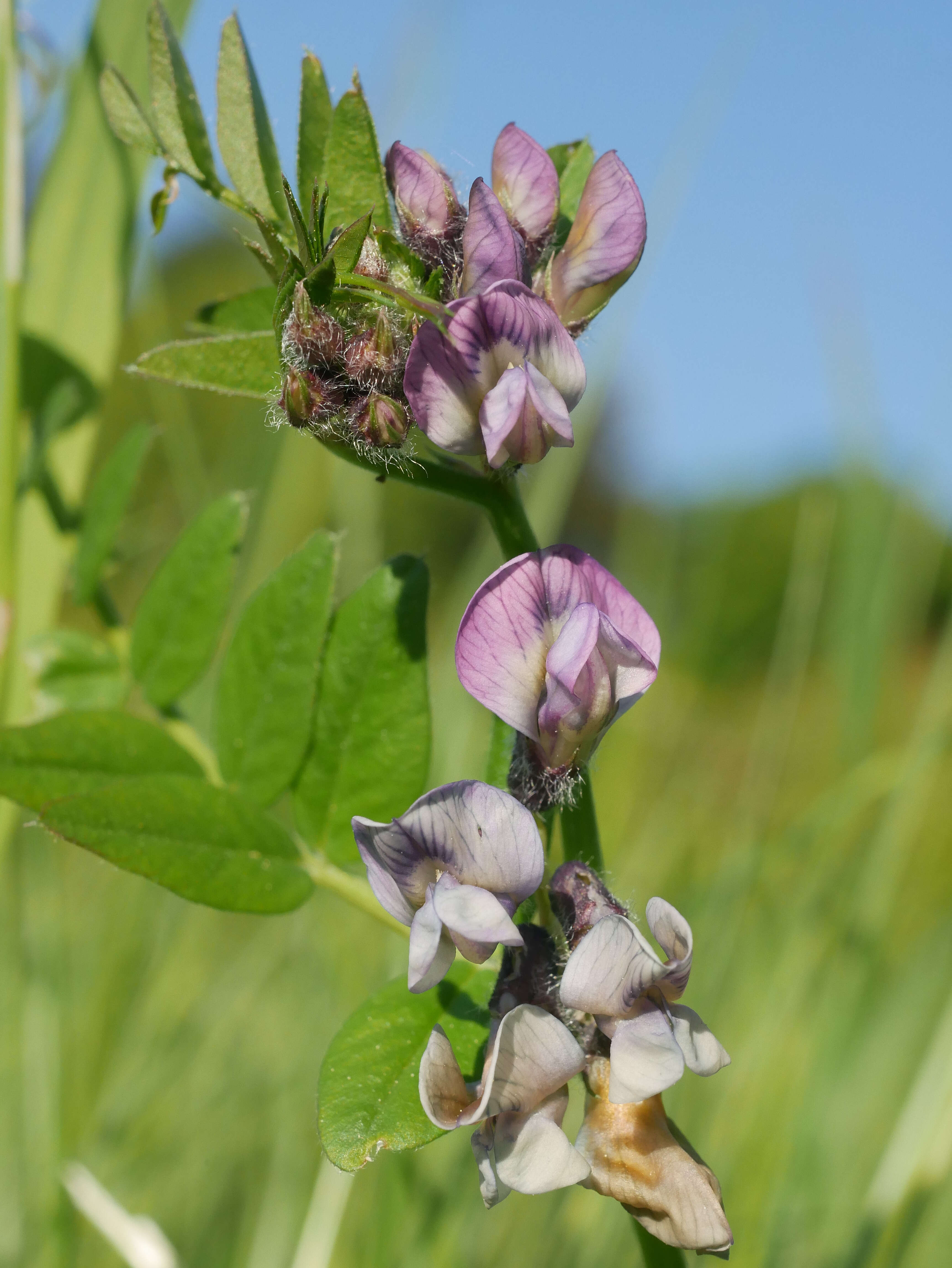 Image of bush vetch