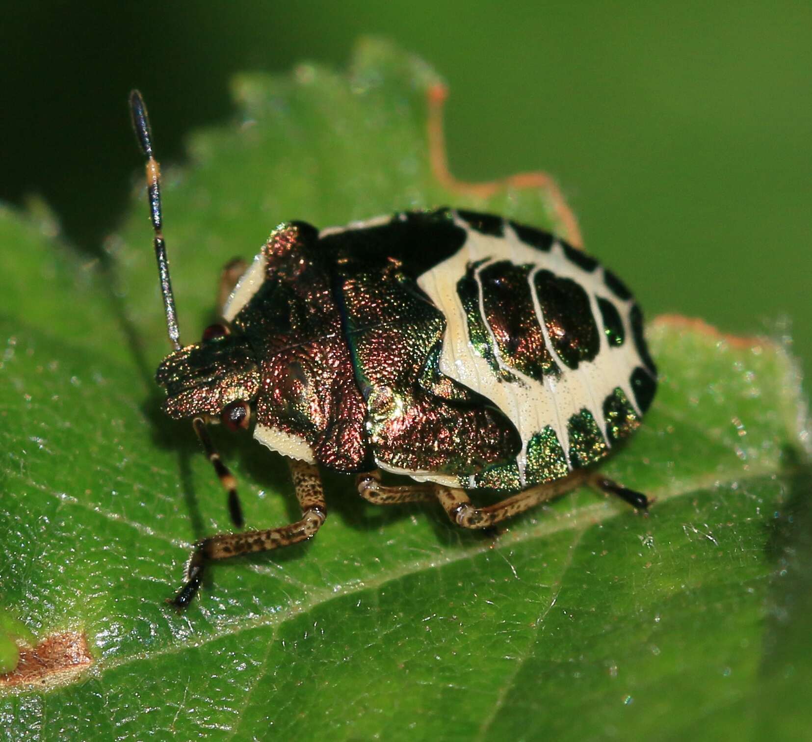 Image of Troilus luridus