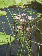 Image of flowering rush family